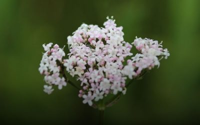Valeriana: propiedades y cómo tomarla para dormir