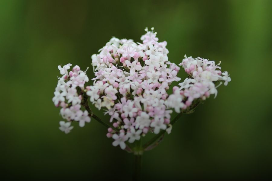 Valeriana: propiedades y cómo tomarla para dormir